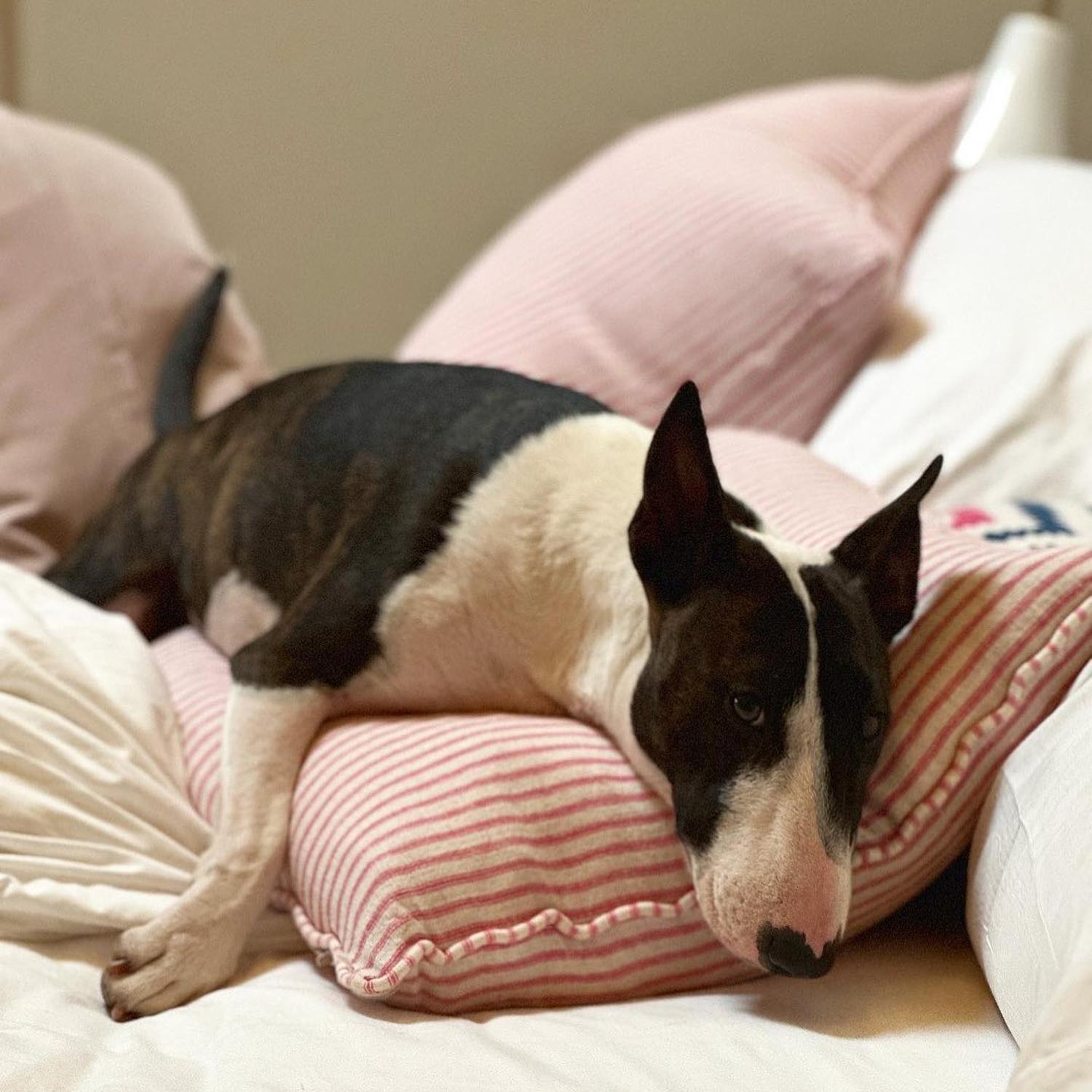 Picket Pink Sustainable Feather Cushion - Andrew Martin Eco-conscious Linen Blend Viscose Blend Small Prints Stripe